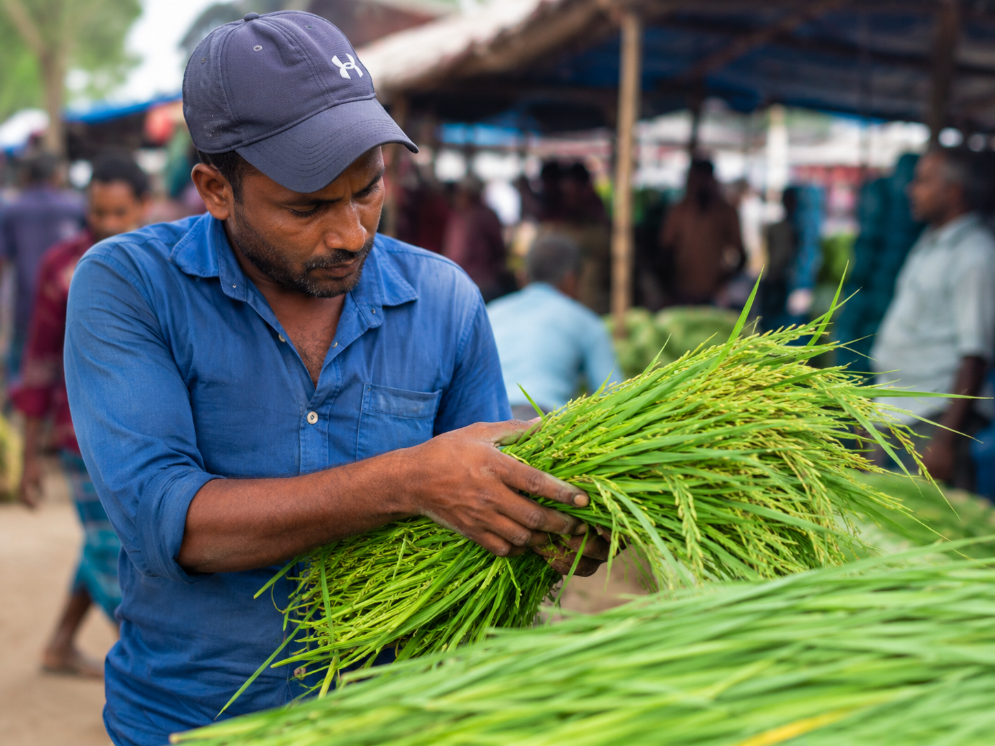 Syedi Rice premium Basmati rice export service — sourcing from Pakistan and India farms